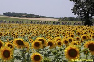 A group of riders cycle past a sunflowers field during the 198.5-km (123.3 miles) 13th stage of the 102nd Tour de France cycling race from Muret to Rodez, France, July 17, 2015. REUTERS/Eric Gaillard - RTX1KOT3